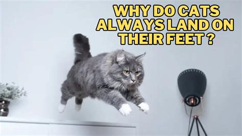 Do You Tip for Furniture Delivery? And Why Do Cats Always Land on Their Feet?