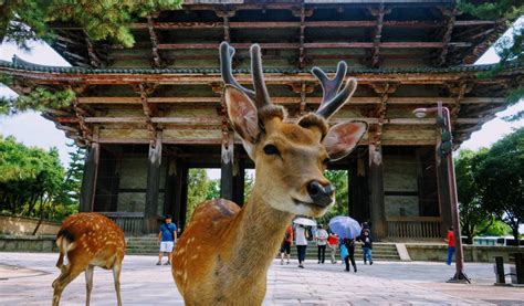 奈良公園周辺 食べ歩き - 鹿と共に味わう古都の食文化